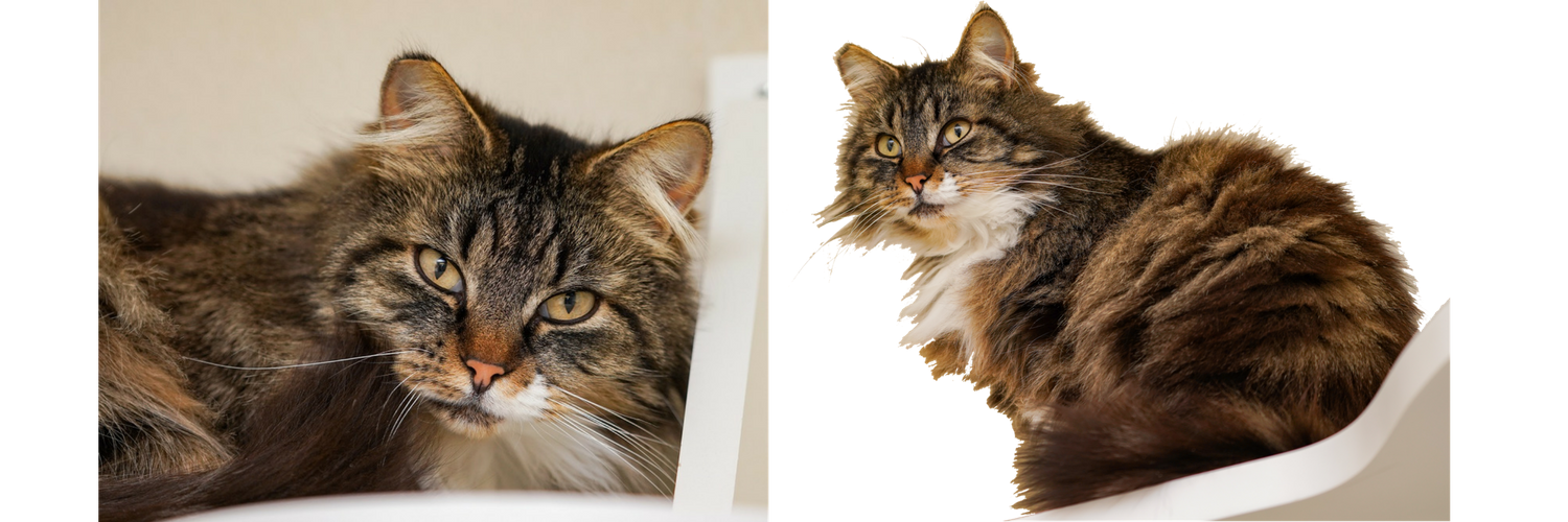 give to just strays