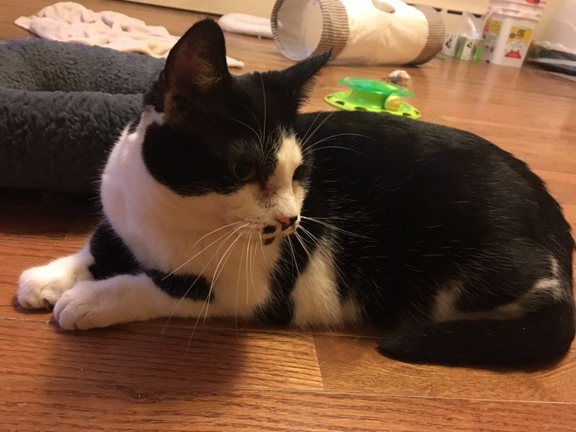 Give To Greater New Haven Cat Project The Great Give 2020