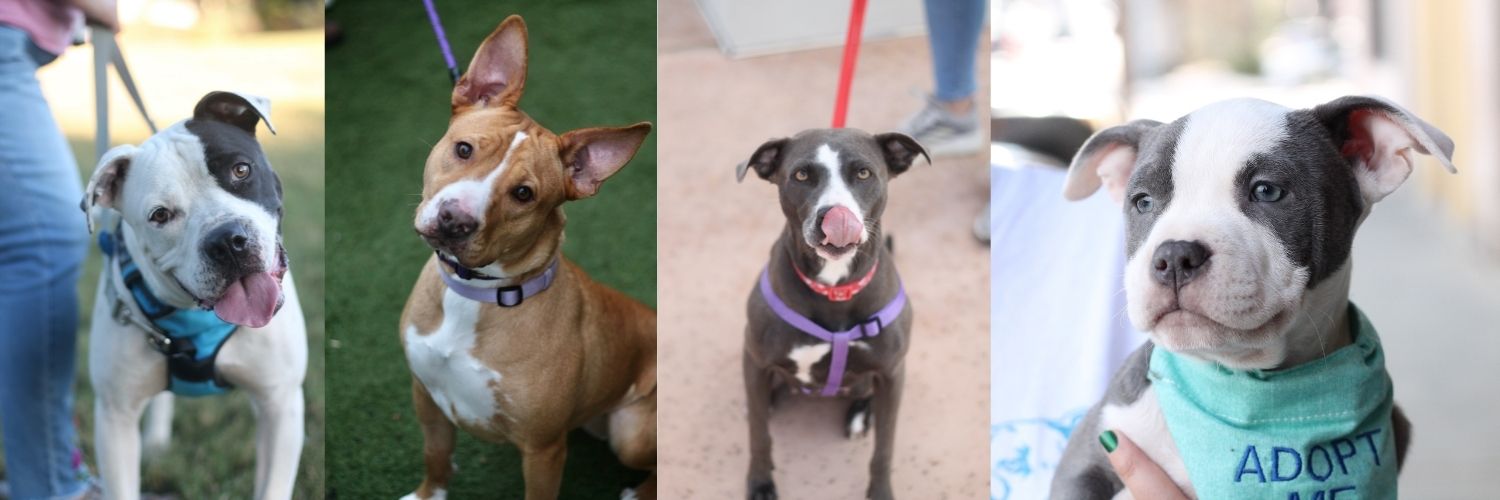 Los Angeles Animal Shelter Divas Pitbull Rescue Give To Alamo City - Main Image