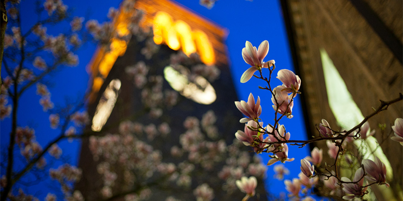 McGraw tower glowing at night with blooming flowers in the foreground